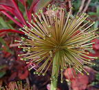 معرفی و راهنمای پرورش گیاهان زینتی - همانتوس کاترینه